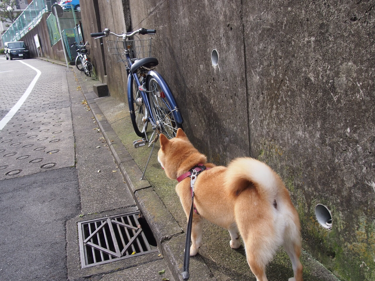 孤胆破局，字母哥压力下的终极爆发，独行侠对阵凯尔特人的宿命对决